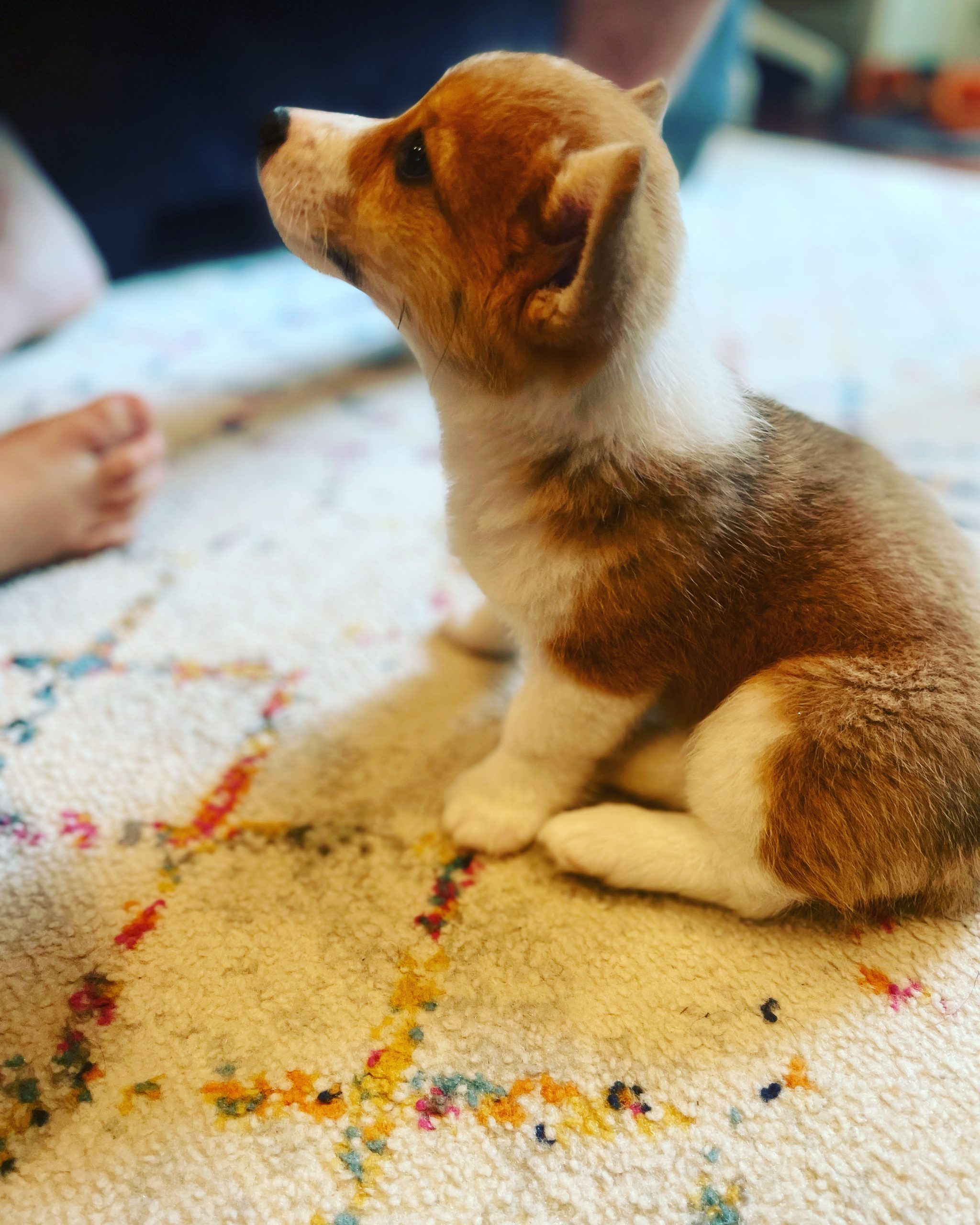 Puppy Training | PuppyK